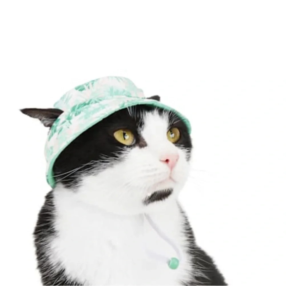 cat hat